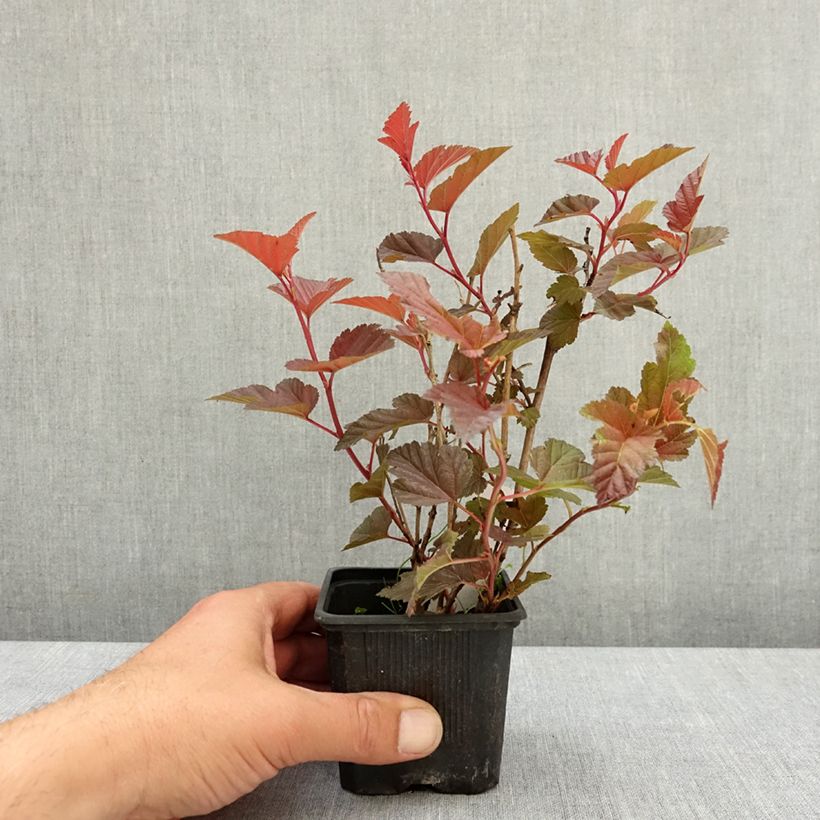 Exemplaar van Physocarpus opulifolius Little Angel - Blaasspirea Kweekpotje van 8/9 cm zoals geleverd in de lente