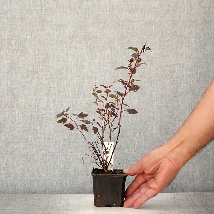 Exemplaar van Physocarpus opulifolius Little Joker - Blaasspirea Kweekpotje van 8/9 cm zoals geleverd in de zomer