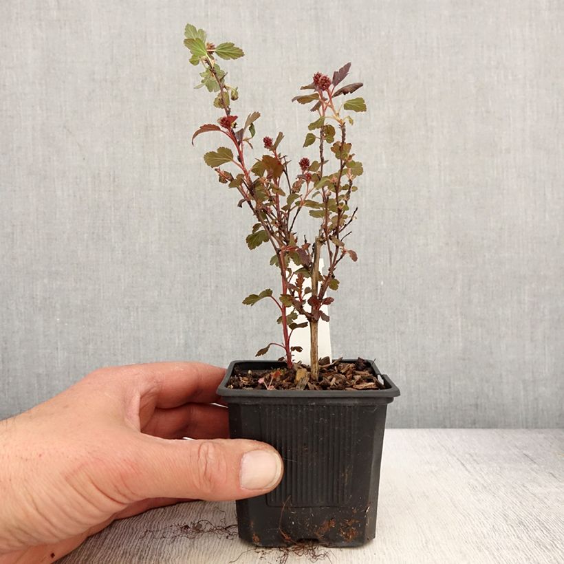 Exemplaar van Physocarpus opulifolius Little Joker - Blaasspirea Kweekpotje van 8/9 cm zoals geleverd in de lente