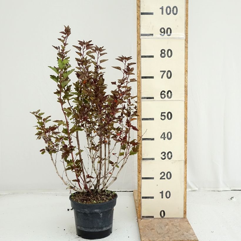Example of Physocarpus opulifolius Little Leena - Physocarpe Pot van 4 l/5 l as you get in ete