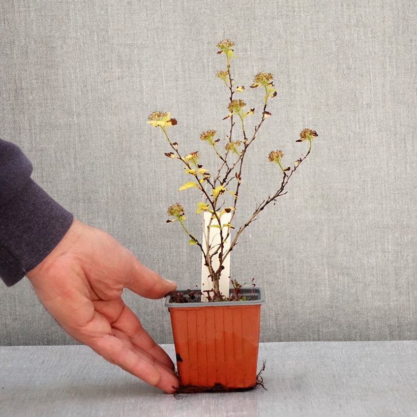 Example of Physocarpus opulifolius Lucky Devil - Blaasspirea Kweekpotje van 8/9 cm as you get in printemps