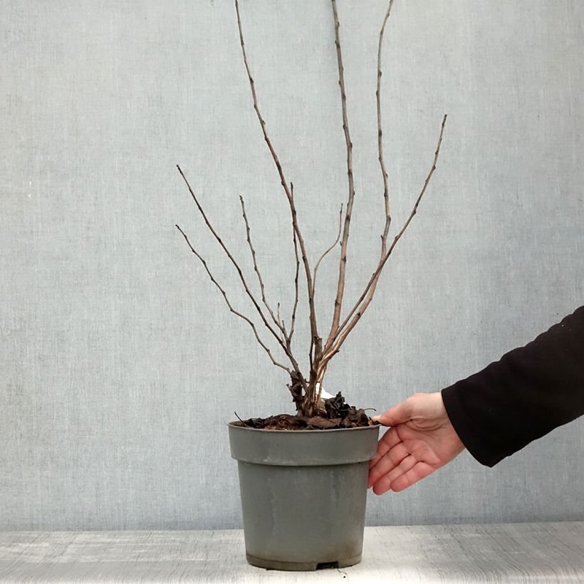 Exemplaar van Physocarpus opulifolius Magic Ball - Blaasspirea Pot van 3 l/4 l zoals geleverd in de herfst