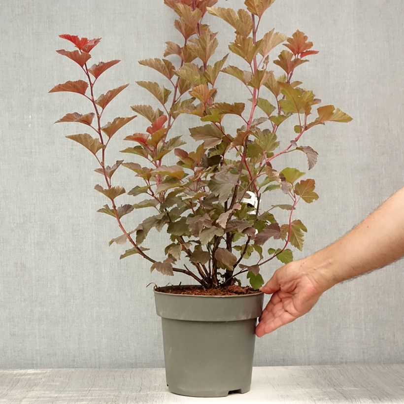Exemplaar van Physocarpus opulifolius Magic Ball - Blaasspirea Pot van 3 l/4 l zoals geleverd in de zomer