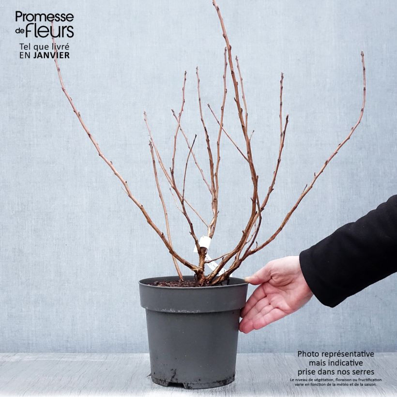 Example of Physocarpus opulifolius Magic Ball - Blaasspirea Pot van 3 l/4 l as you get in hiver
