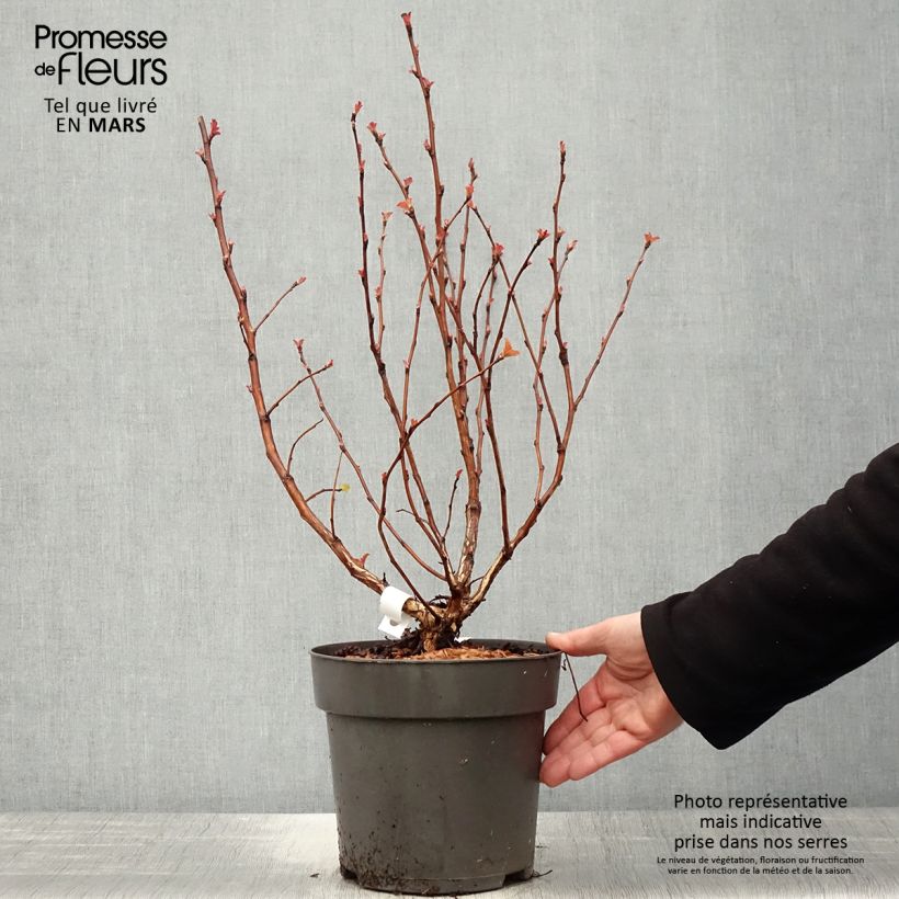 Exemplaar van Physocarpus opulifolius Magic Ball - Blaasspirea Pot van 3 l/4 l zoals geleverd in de lente