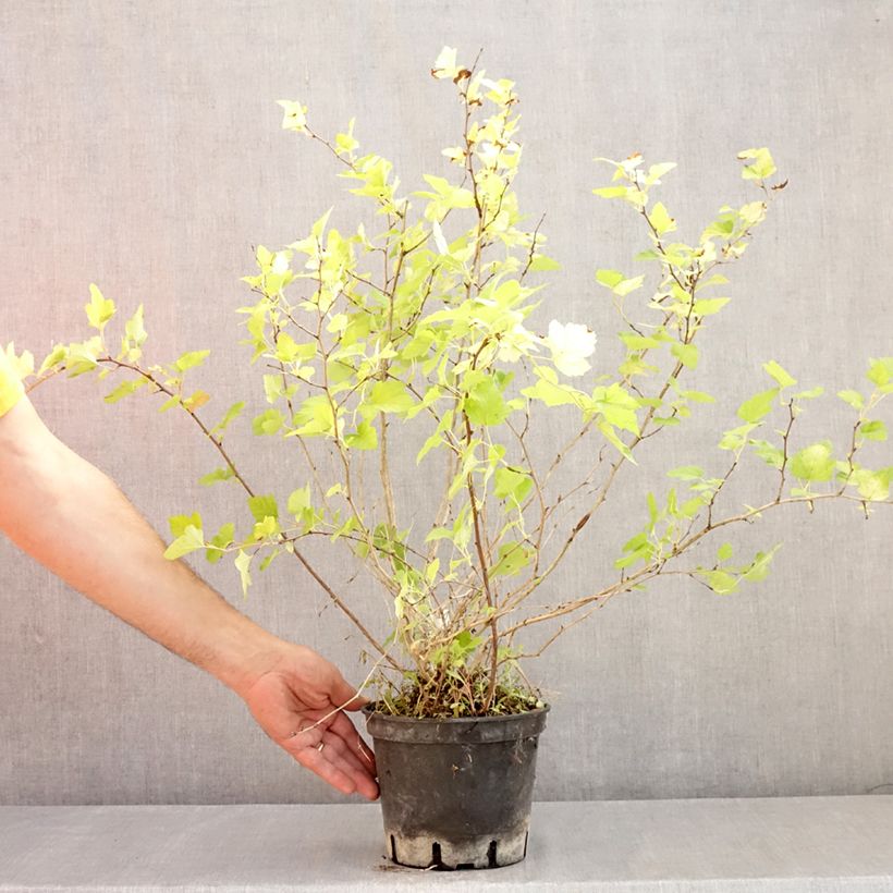 Exemplaar van Physocarpus opulifolius Nugget - Blaasspirea Pot van 3 l/4 l zoals geleverd in de zomer