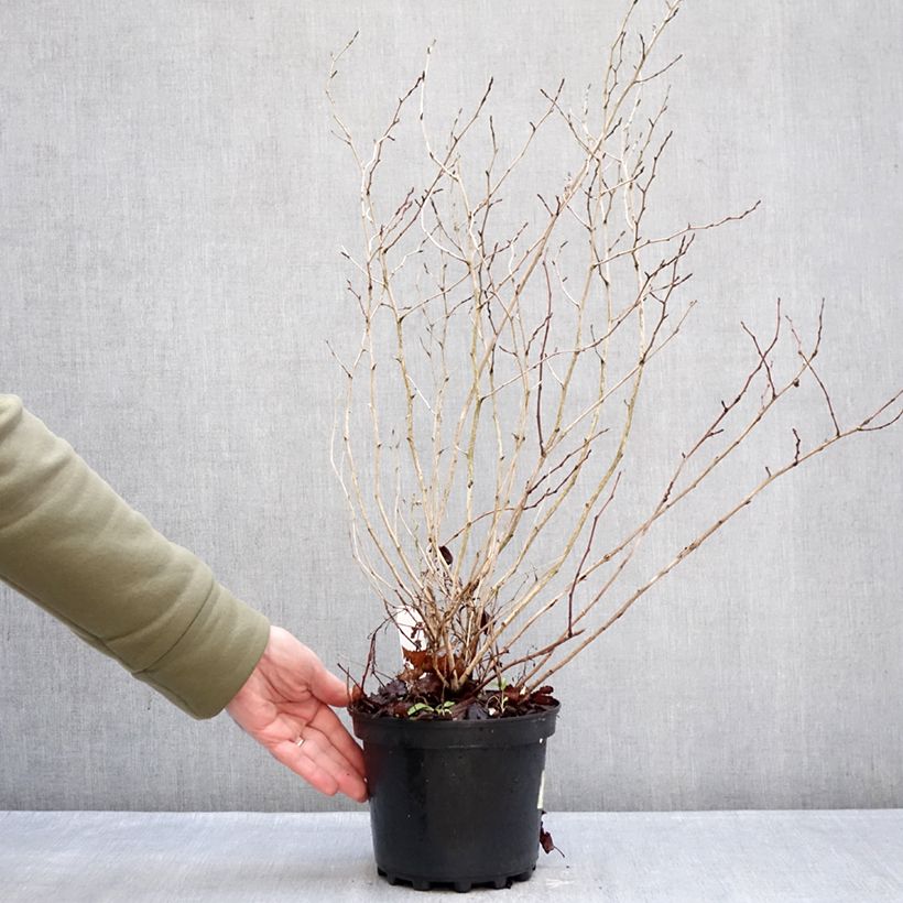 Example of Physocarpus opulifolius Nugget - Blaasspirea Pot van 3 l/4 l as you get in hiver