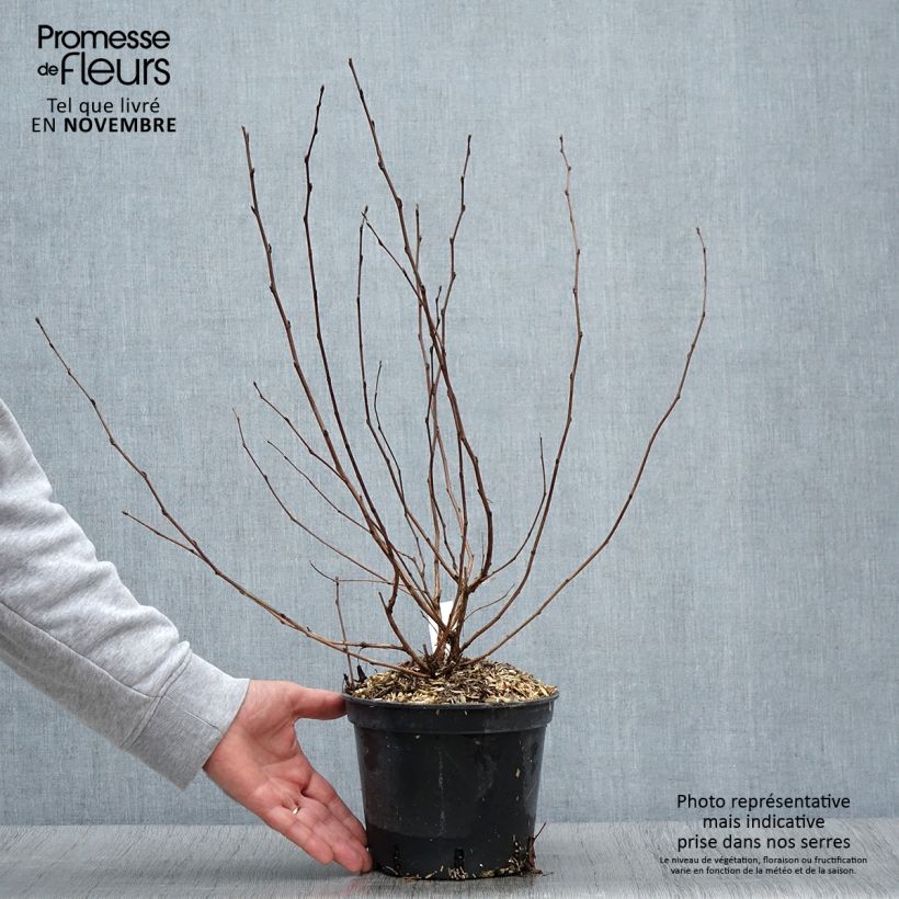 Exemplaar van Physocarpus opulifolius Nugget - Blaasspirea Pot van 3 l/4 l zoals geleverd in de herfst