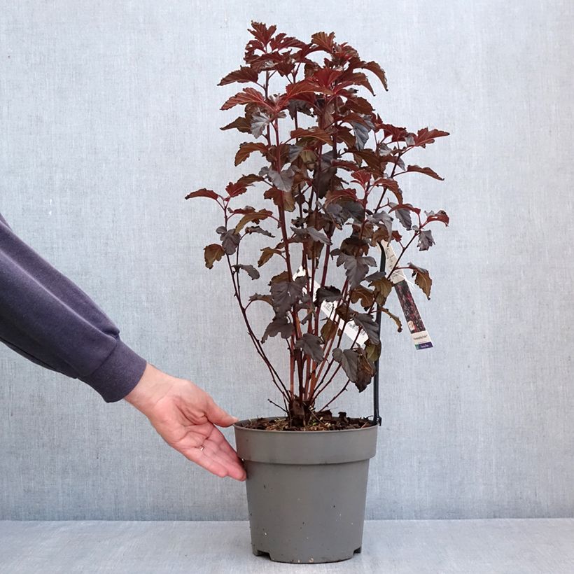 Exemplaar van Physocarpus opulifolius Panther - Blaasspirea Pot van 4 l/5 l zoals geleverd in de herfst