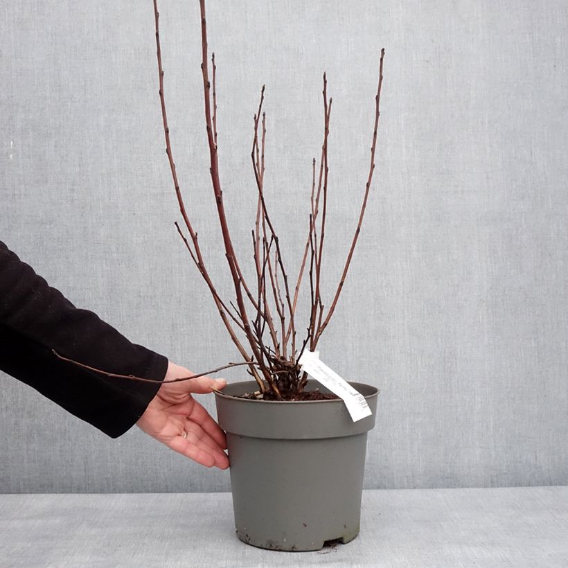 Example of Physocarpus opulifolius Panther - Physocarpe Pot van 4 l/5 l as you get in hiver