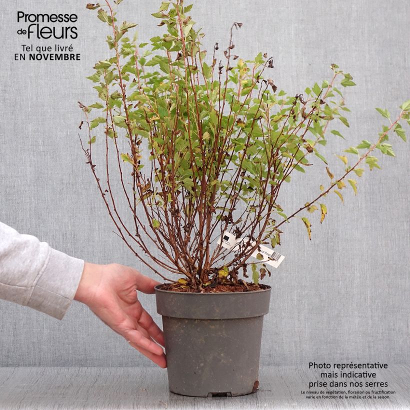 Exemplaar van Physocarpus Opulifolius Raspberry Lemonade 'ZLEYel2' - Physocarpe à feuilles d'obier Pot de 3L/4L zoals geleverd in de herfst