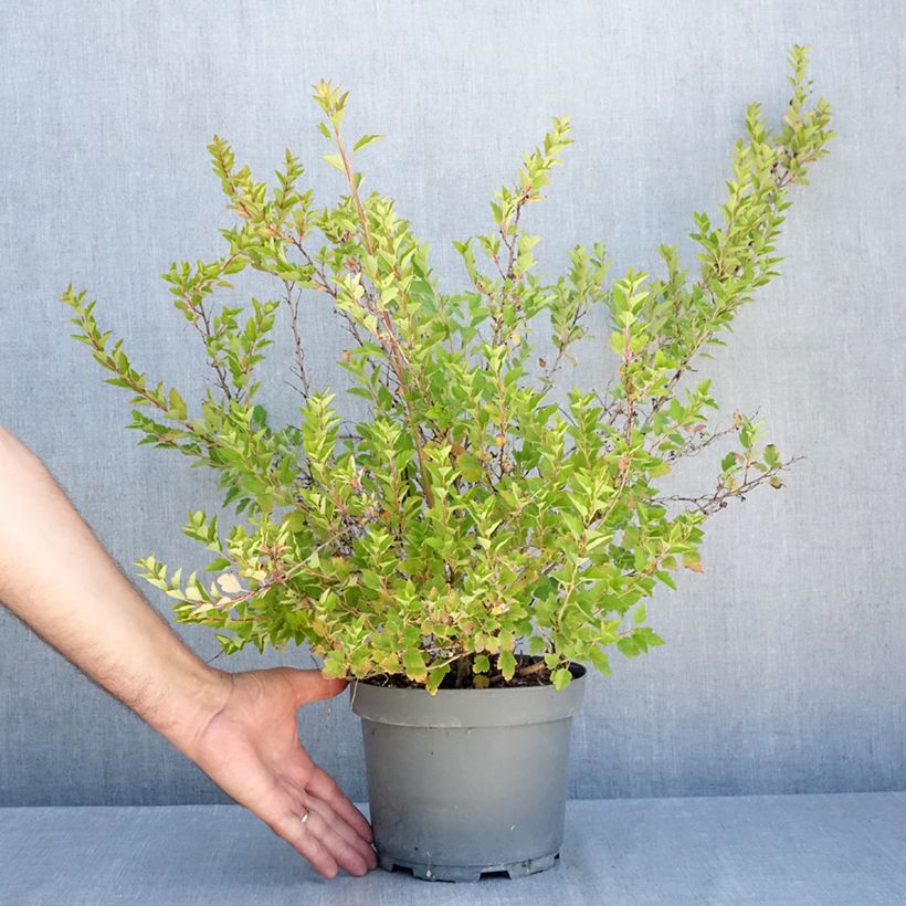 Exemplaar van Physocarpus opulifolius Raspberry Lemonade - Blaasspirea Pot van 3 l/4 l zoals geleverd in de zomer