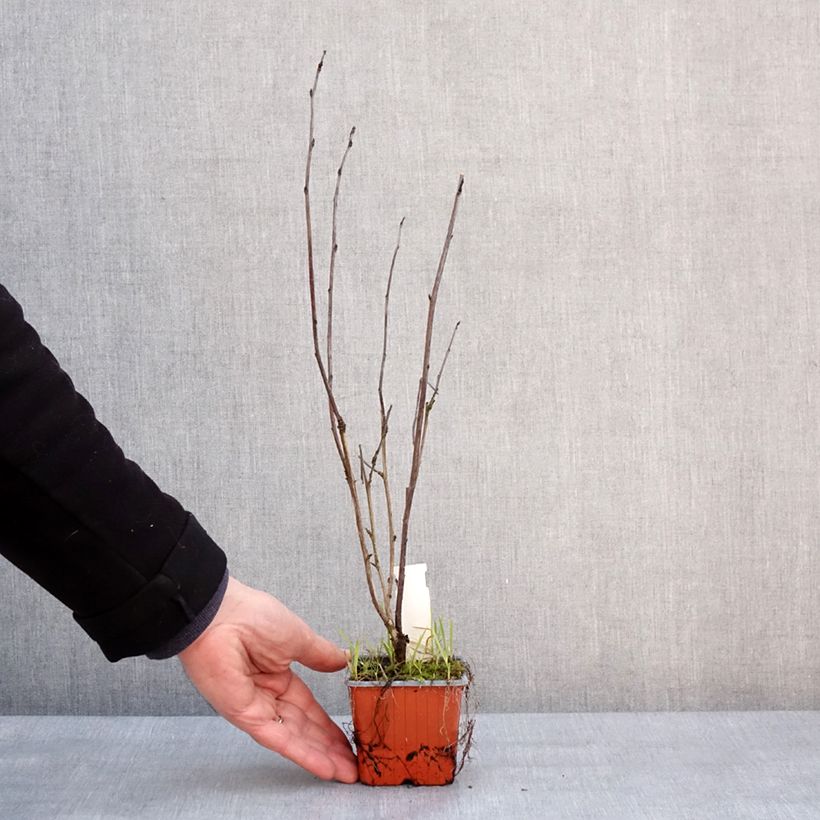 Example of Physocarpus opulifolius Red Baron - Blaasspirea Kweekpotje van 8/9 cm as you get in hiver