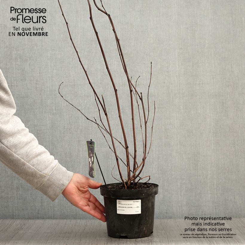 Exemplaar van Physocarpus opulifolius Red Baron - Blaasspirea Pot van 2 l/3 l zoals geleverd in de herfst