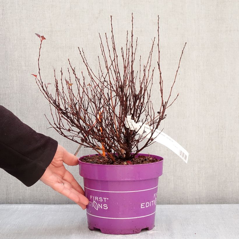 Exemplaar van Physocarpus opulifolius Spicy Devil - Blaasspirea Pot van 3 l/4 l zoals geleverd in de winter