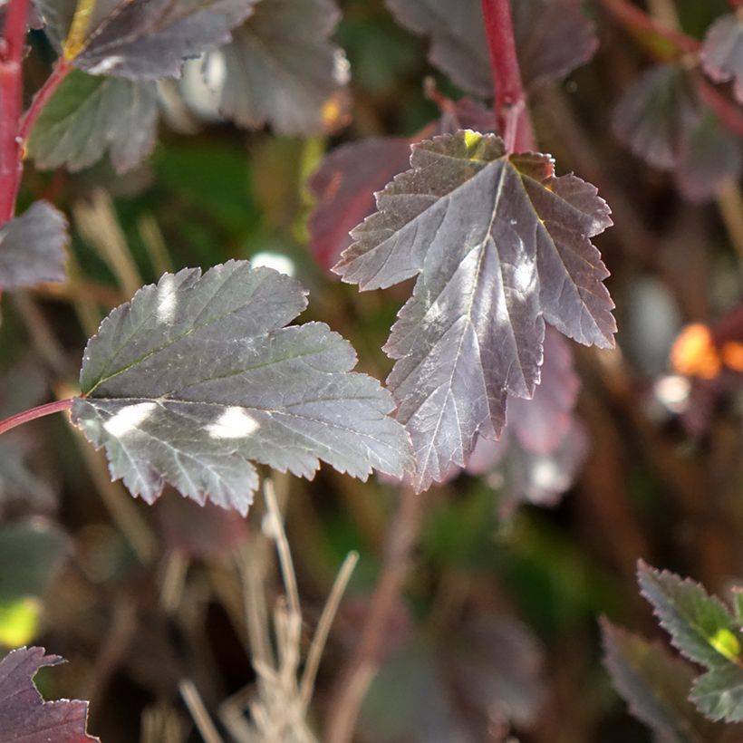 Physocarpus opulifolius Tiny Wine - Blaasspirea (Blad)