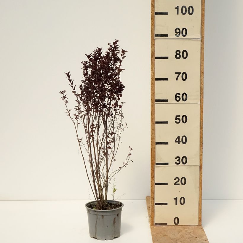 Exemplaar van Physocarpus opulifolius Tiny Wine - Blaasspirea Pot van 3 l/4 l zoals geleverd in de zomer
