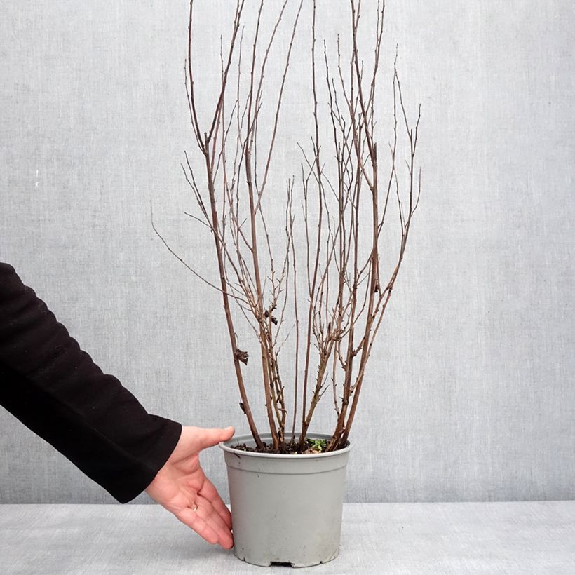 Example of Physocarpus opulifolius Tiny Wine - Physocarpe à feuilles d'obier Pot van 3 l/4 l as you get in hiver