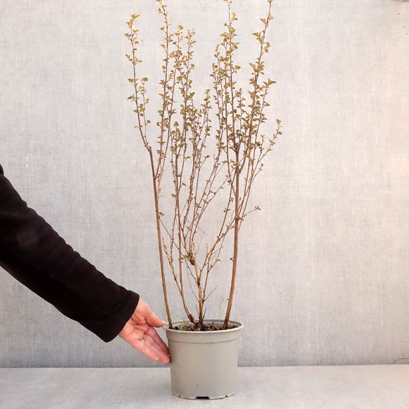 Exemplaar van Physocarpus opulifolius Tiny Wine - Blaasspirea Pot van 3 l/4 l zoals geleverd in de lente