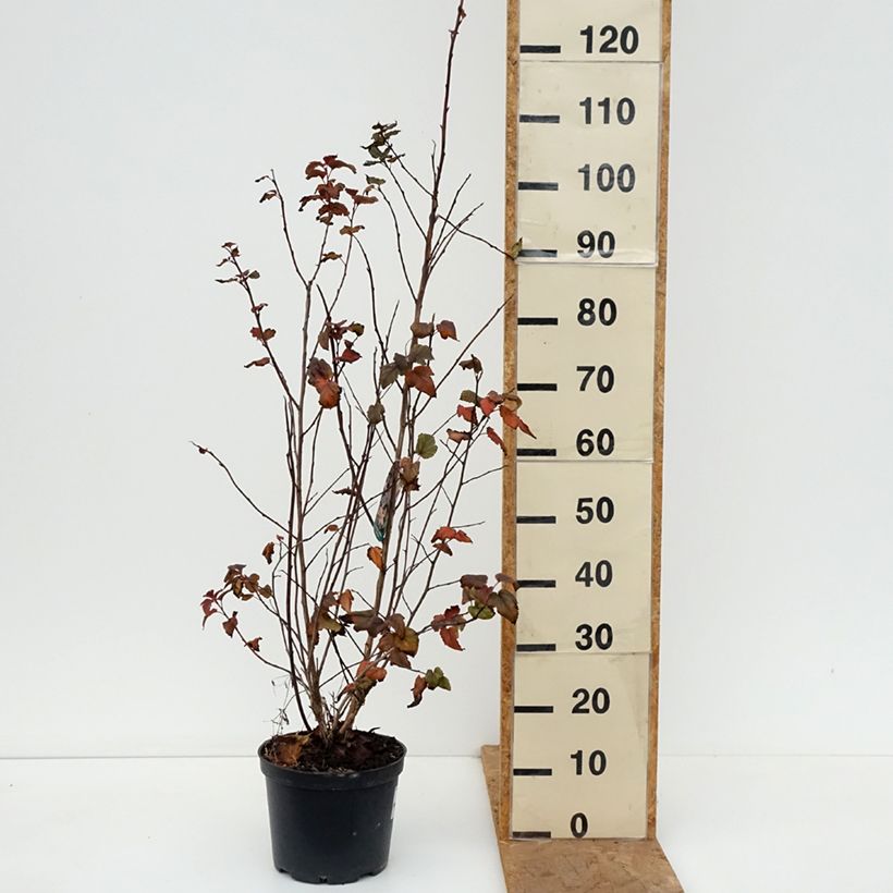 Exemplaar van Physocarpus opulifolius Zdechovice - Blaasspirea Pot van 3 l/4 l zoals geleverd in de herfst