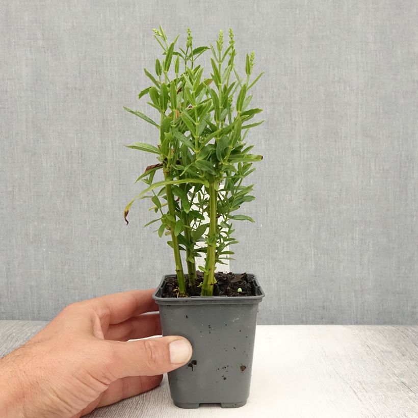 Exemplaar van Physostegia virginiana Alba - Scharnierbloem Kweekpotje van 8/9 cm zoals geleverd in de zomer