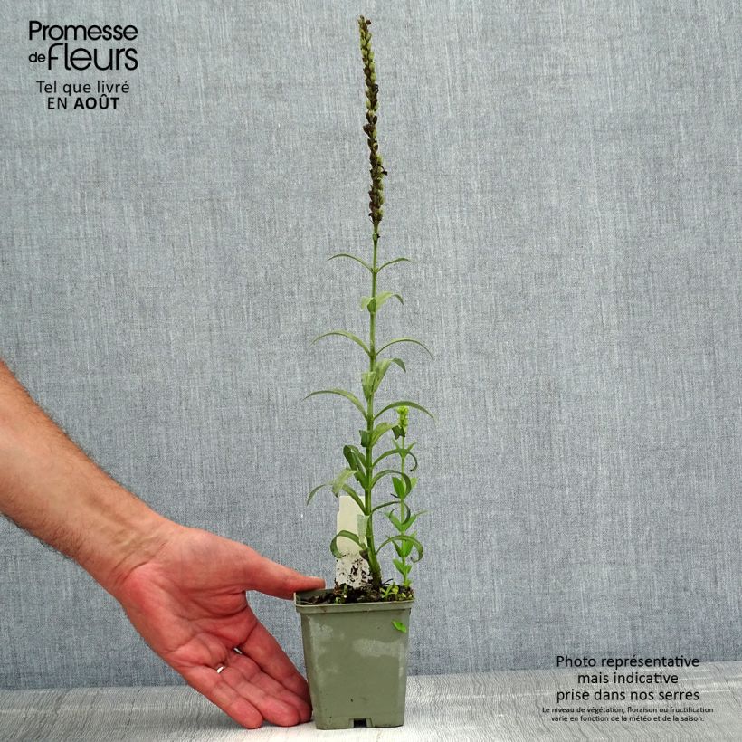 Exemplaar van Physostegia virginiana Miss Manners - Scharnierbloem Kweekpotje van 8/9 cm zoals geleverd in de zomer