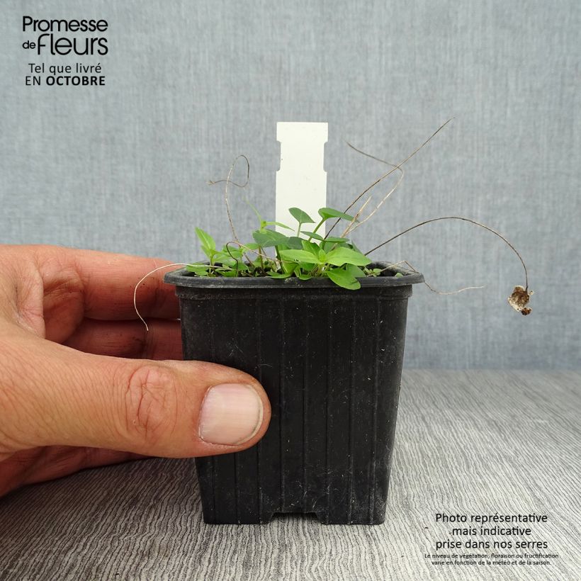 Exemplaar van Phyteuma scheuchzeri - Rapunzel Kweekpotje van 8/9 cm zoals geleverd in de herfst