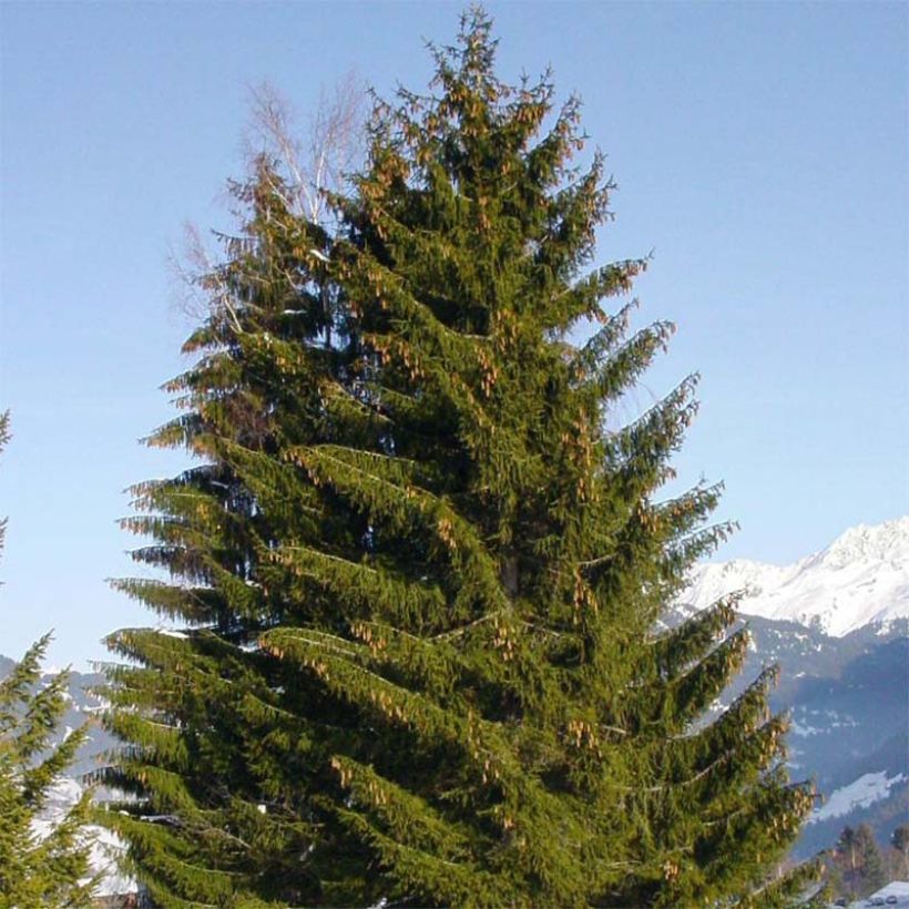 Picea abies - Fijnspar (Plant habit)