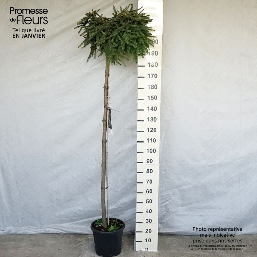 Example of Picea abies Frohburg - Epicea pleureur                            Pot van 20 l/25 l as you get in hiver