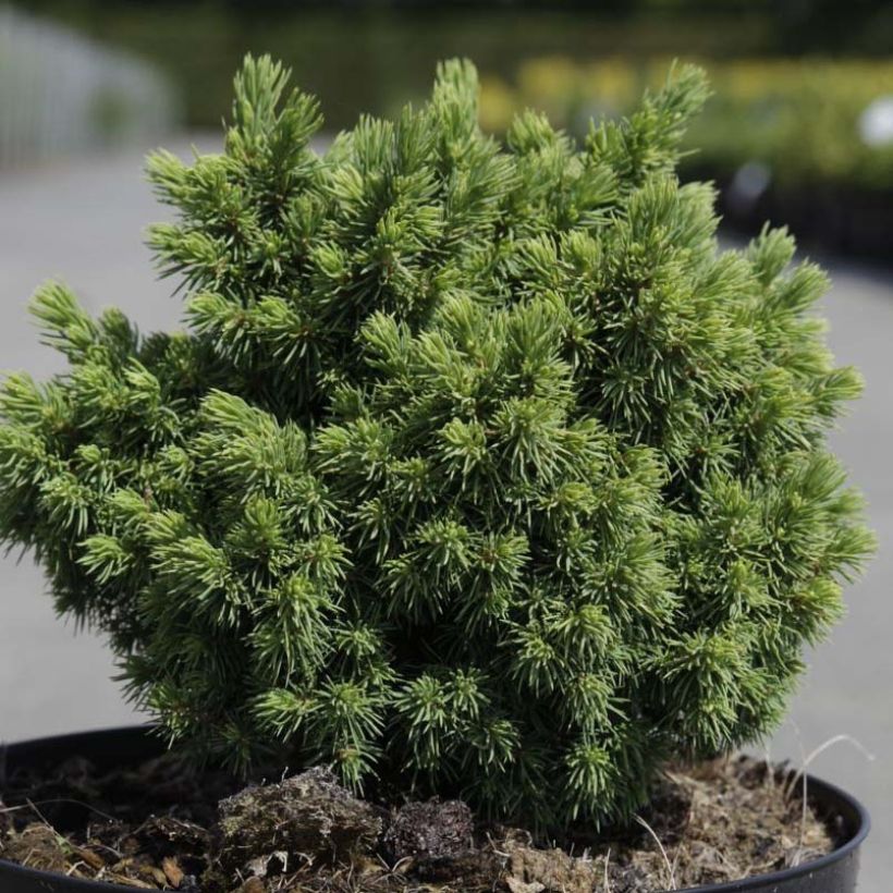 Picea abies Jalako Gold - Fijnspar (Foliage)