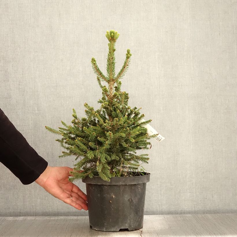 Exemplaar van Picea abies Will's Zwerg - Fijnspar Pot van 7,5 l/10 l zoals geleverd in de herfst