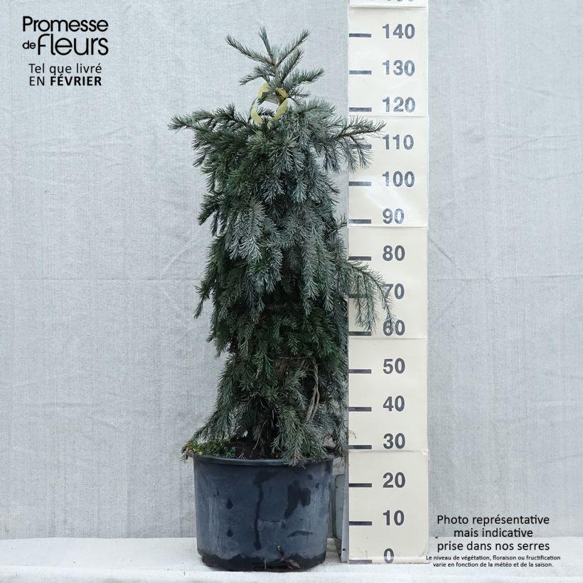 Example of Picea breweriana - Epicéa de Brewer Pot van 3 l/4 l as you get in hiver