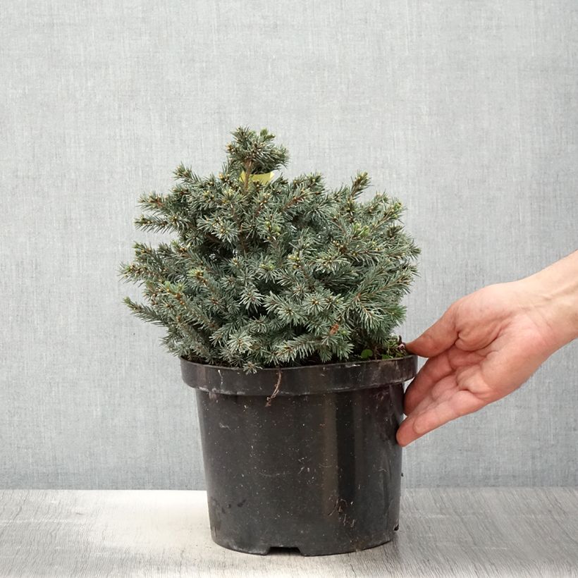 Exemplaar van Picea glauca Echiniformis Echt - Witte spar Pot van 4 l/5 l zoals geleverd in de lente
