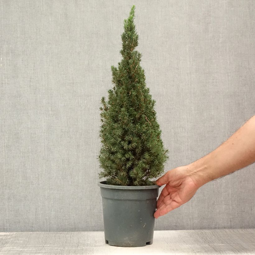 Exemplaar van Picea glauca Laurin - Witte spar Pot van 3 l/4 l zoals geleverd in de zomer