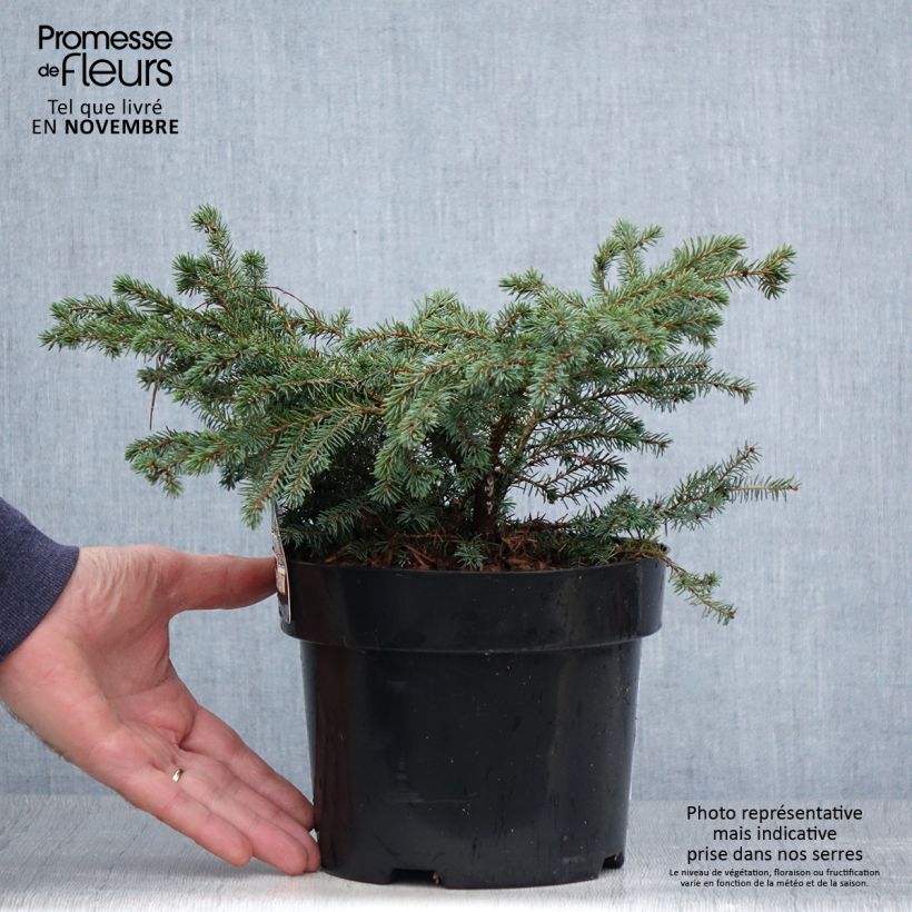 Exemplaar van Picea mariana Nana - Zwarte spar Pot van 2 l/3 l zoals geleverd in de herfst