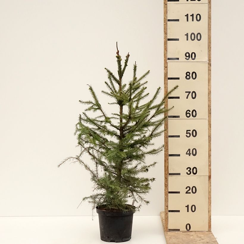 Example of Picea omorika - Épicéa de Serbie Pot van 3 l/4 l as you get in hiver