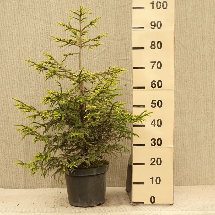 Exemplaar van Picea orientalis Aureospicata - Oosterse spar Pot van 7,5 l/10 l zoals geleverd in de zomer
