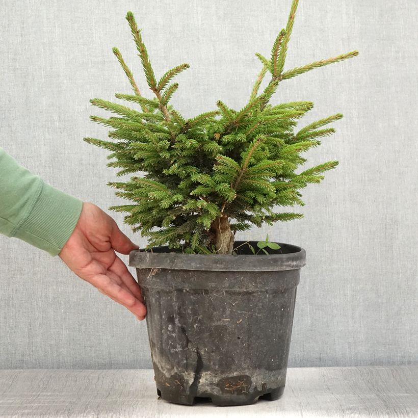 Exemplaar van Picea orientalis Barnes - Oosterse spar Pot van 3 l/4 l zoals geleverd in de zomer