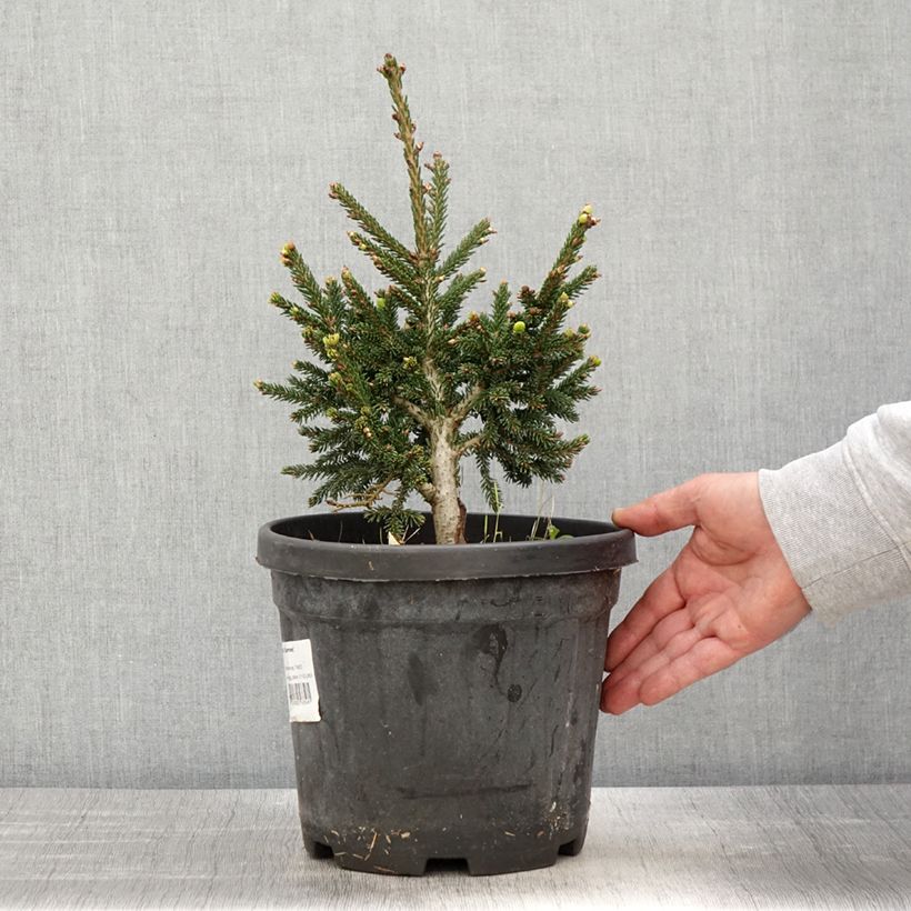 Exemplaar van Picea orientalis Barnes - Oosterse spar Pot van 3 l/4 l zoals geleverd in de lente