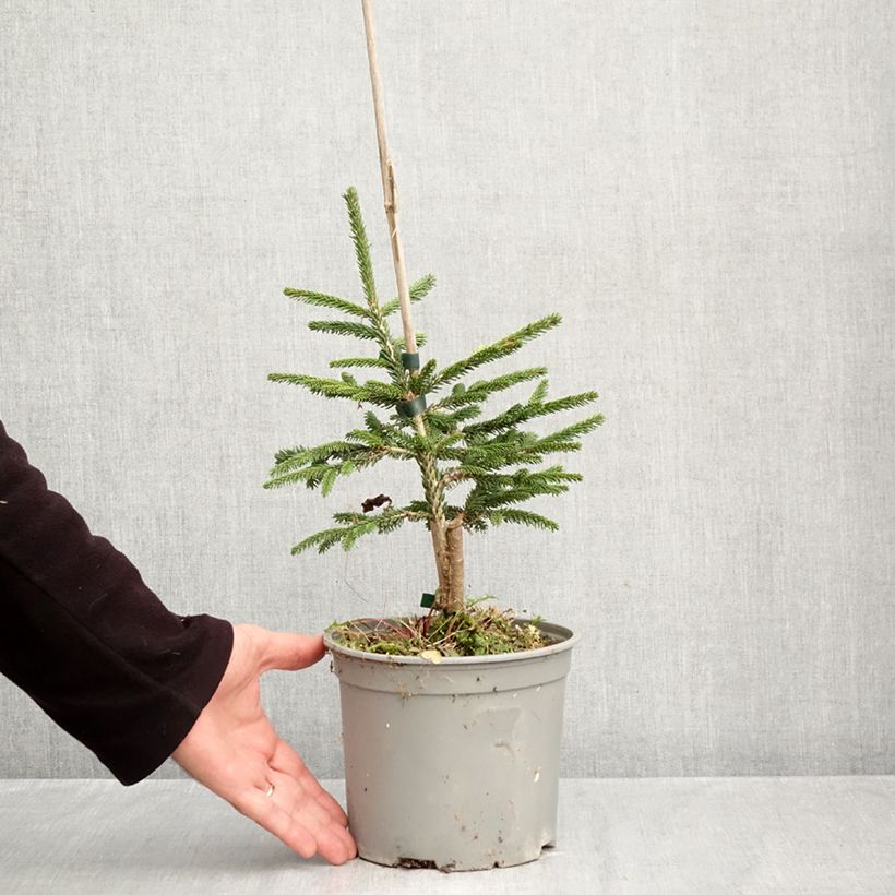 Exemplaar van Picea orientalis Summergold - Oosterse spar Pot van 3 l/4 l zoals geleverd in de herfst