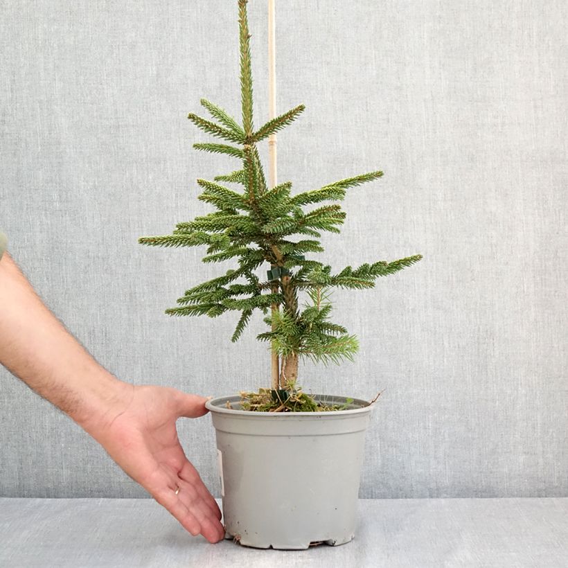 Example of Picea orientalis Summergold - Sapinette d'Orient Pot van 3 l/4 l as you get in ete