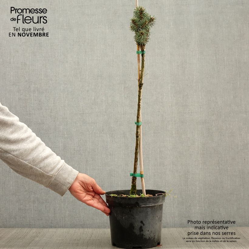 Exemplaar van Picea pungens Brynek - Blauwe spar Pot van 4 l/5 l, Stengel zoals geleverd in de herfst