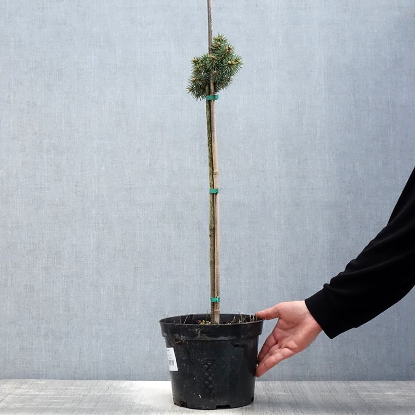 Exemplaar van Picea pungens Brynek - Blauwe spar Pot van 4 l/5 l, Stengel zoals geleverd in de lente