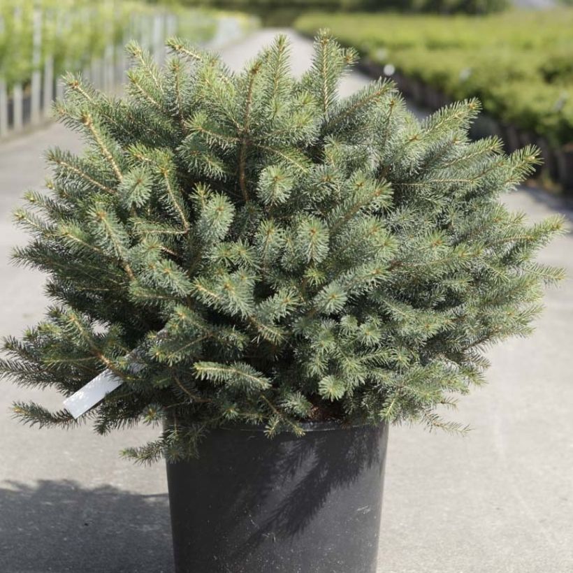 Picea sitchensis Nana - Sitkaspar (Plant habit)
