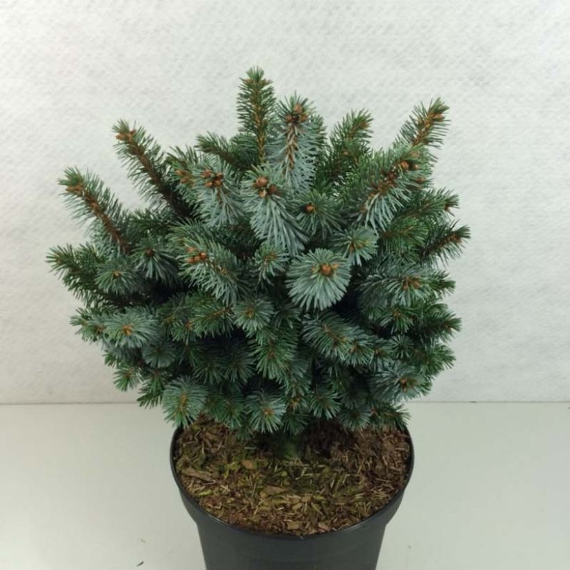 Picea sitchensis Silberzwerg - Sitkaspar (Plant habit)