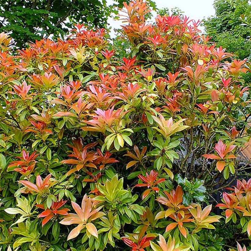 Pieris japonica Forest Flame - Japanse rotsheide (Plant habit)