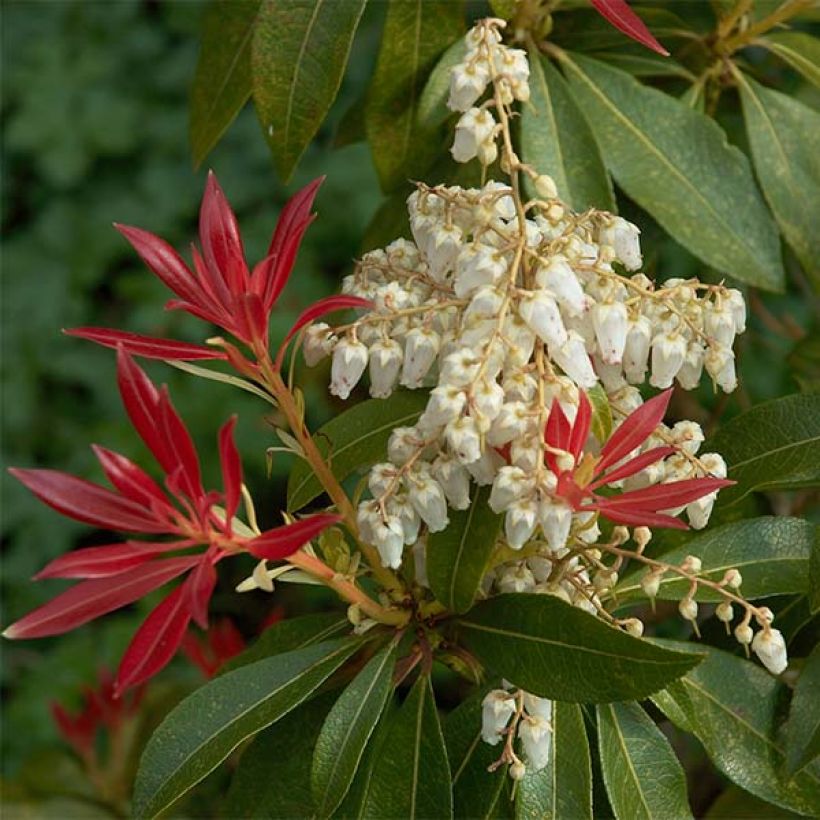 Pieris japonica Forest Flame - Japanse rotsheide (Flowering)