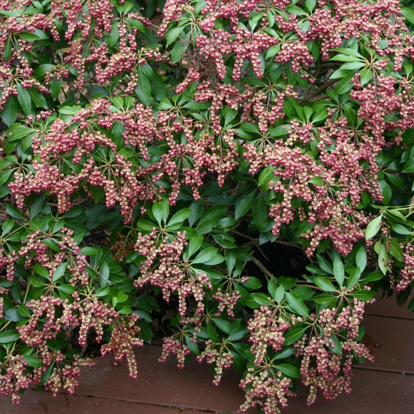 Pieris japonica Valley Valentine - Japanse rotsheide (Flowering)
