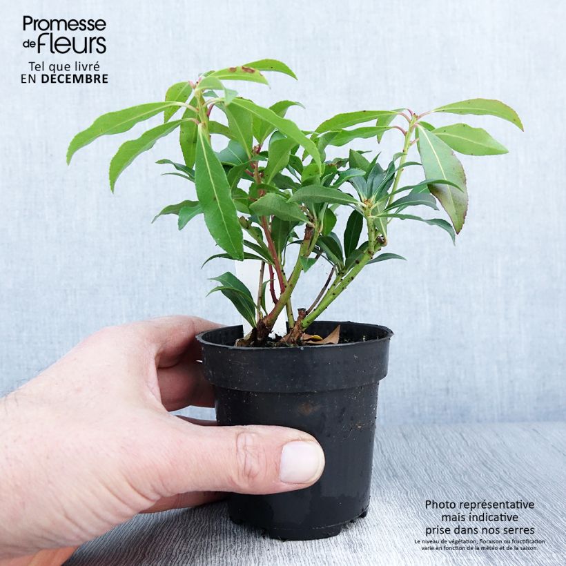 Exemplaar van Pieris japonica Forest Flame - Japanse rotsheide Kweekpotje van 8/9 cm zoals geleverd in de herfst
