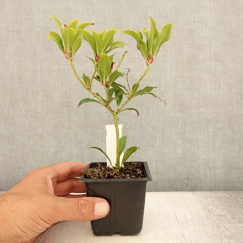 Exemplaar van Pieris japonica Forest Flame - Japanse rotsheide Kweekpotje van 8/9 cm zoals geleverd in de zomer